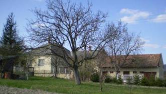 Parkia msolata