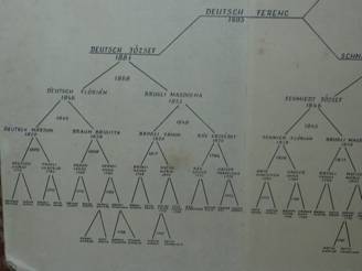 Csaldfa, Kati nni 6