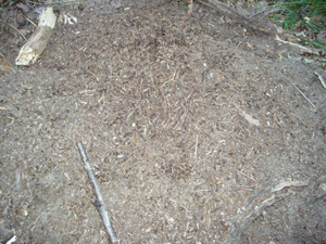 Megyer 2009 Dneskkel 067.jpg