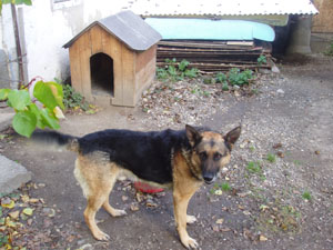 kutya 2005.jpg