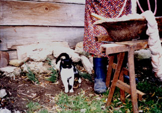 disznls, macska 1995.jpg