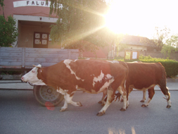 Tehn 2009 002.jpg