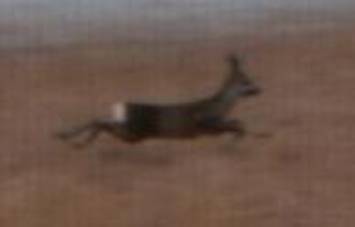 z.JPG