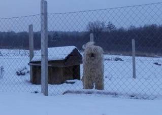 Komondor.jpg