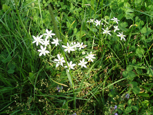 Csillagvirg a temetn 2011 pr. 29 044.jpg