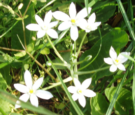 Csillagvirg a temetn2011 pr. 29 092.jpg