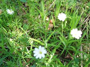 Flra fauna 016