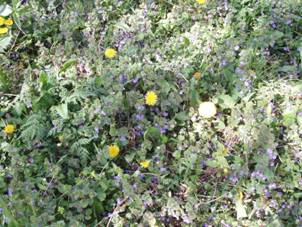 Flra fauna 041