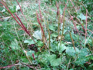 2011. aug 004.jpg