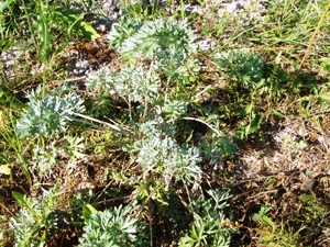 Hiblin 2011. szept rm.jpg