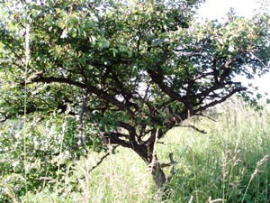 galagonya 2010 jun 067.jpg