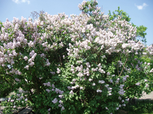 lila orgona 002.jpg