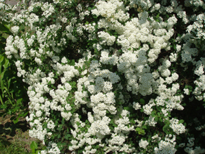mirtusz spria. 004.jpg