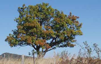 Berekinyefa