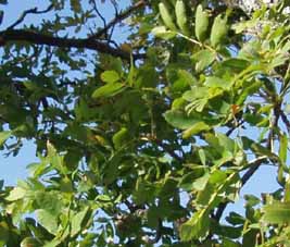 Berekinye levelek