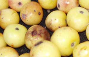 Berekinye szemek