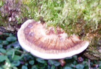 Fagomba
