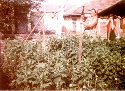 Krizantm llvnykszts 1982.jpg