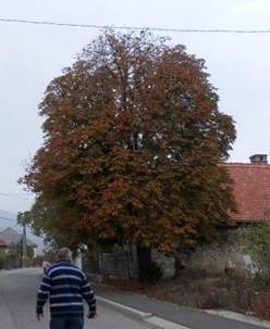Felvgi gesztenyefa sszel.jpg