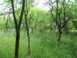 Gerta 2009, Brogli Lacik.jpg