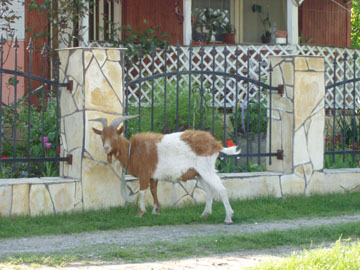 Picurk eltt 2009 pr. 030.jpg