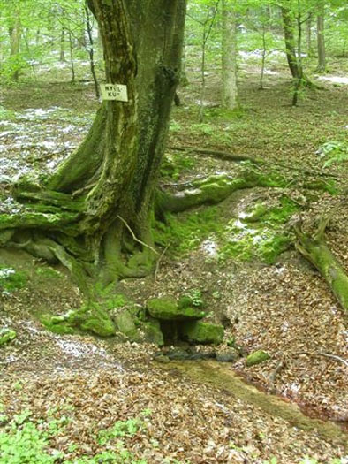 nyulkut