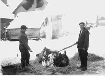 Disznls, 70-es vek elejn Karajz Antal udvarban.jpg